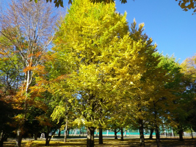 近くの公園のイチョウです。日に映えてまぶしかった。（2010年11月撮影）