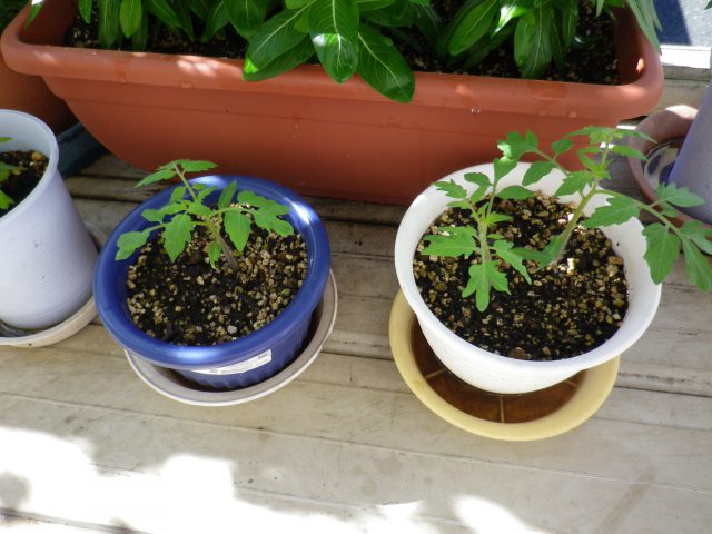 暑いので、ミニトマトが種からどんどん育っています。